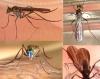 Campsicnemus umbripennis